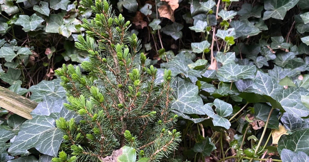 Gratis boompjes en struiken in Breda