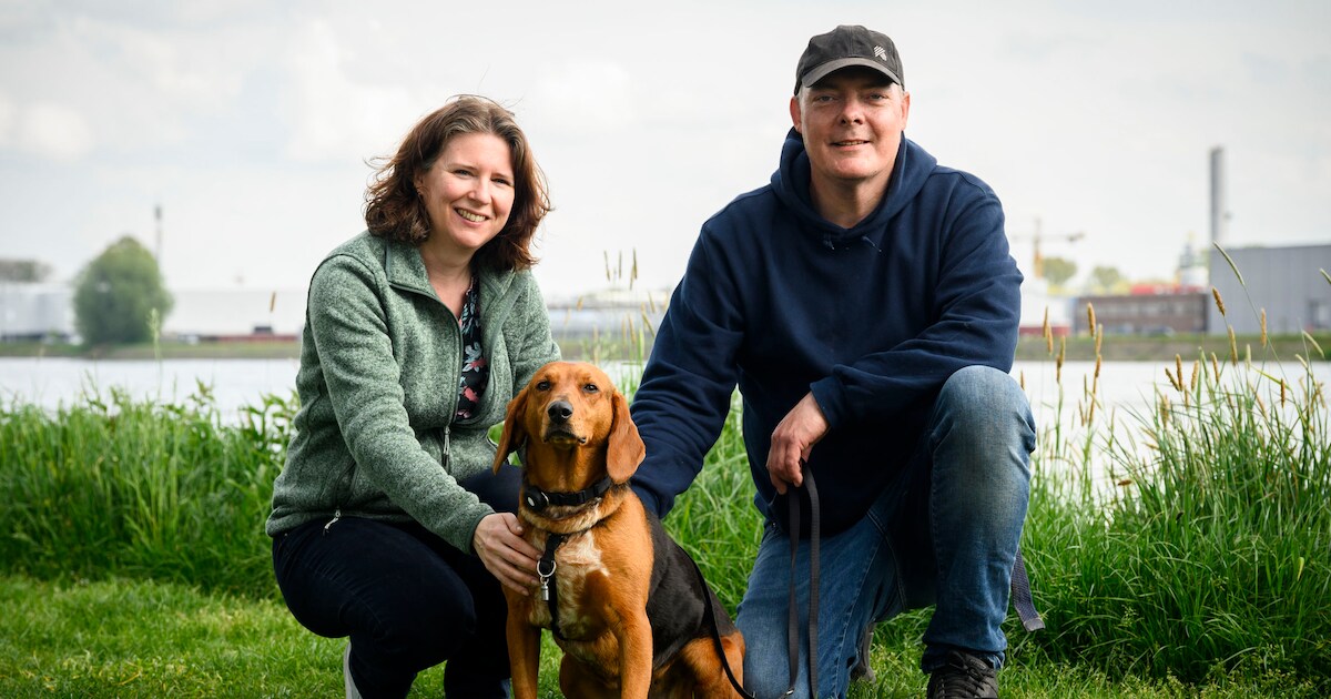 Hond Macy had kanker en werd op straat gedumpt, maar na 17 chemo’s is ze nu kankervrij: ‘Ze is zo on