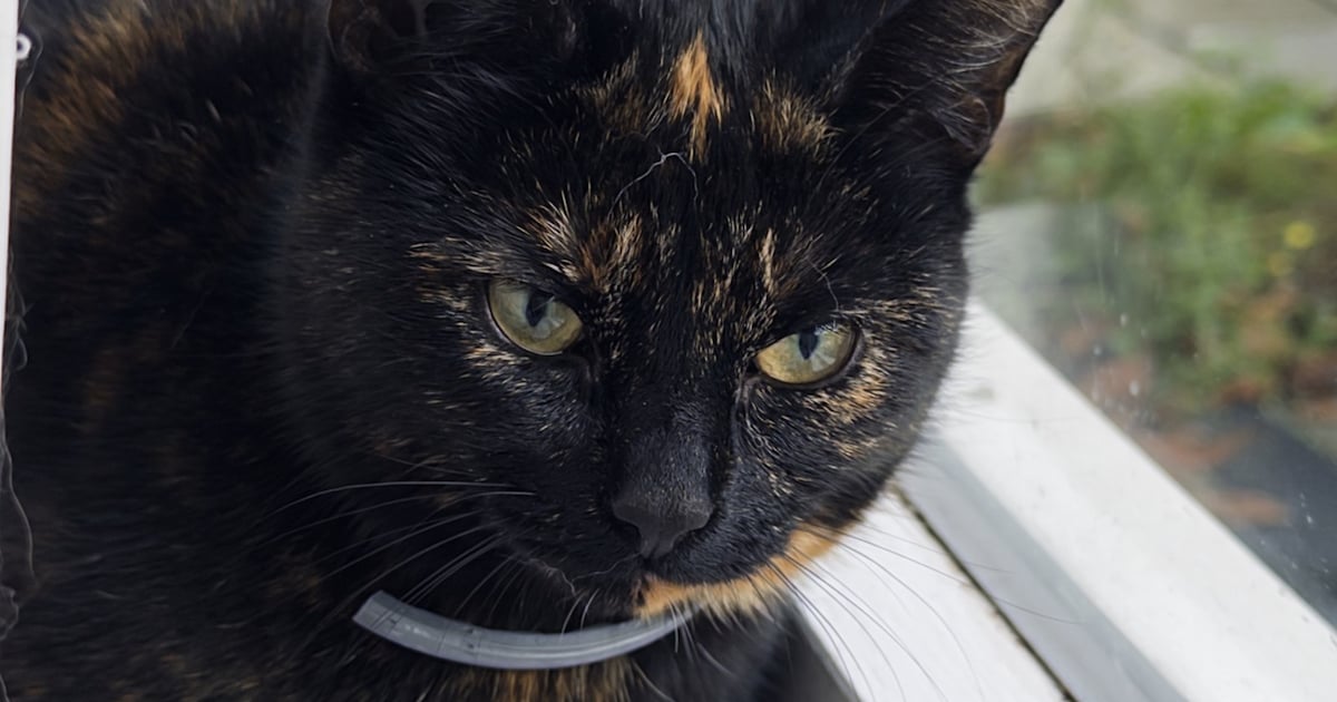 Heb jij Brownie gezien? Dit huisdier wordt in Moerdijk vermist