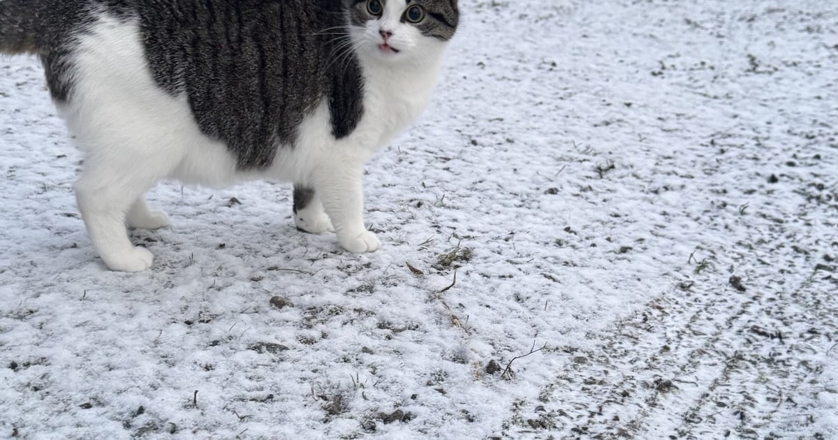 Heb jij Mimi gezien? Dit huisdier wordt in Bergen op Zoom vermist