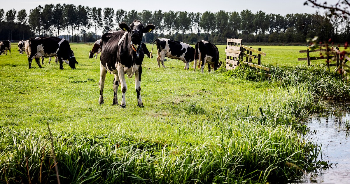 Boeren voor rechter vanwege verwaarlozing van 115 dieren: ‘Koeien hebben geen last van beetje modder