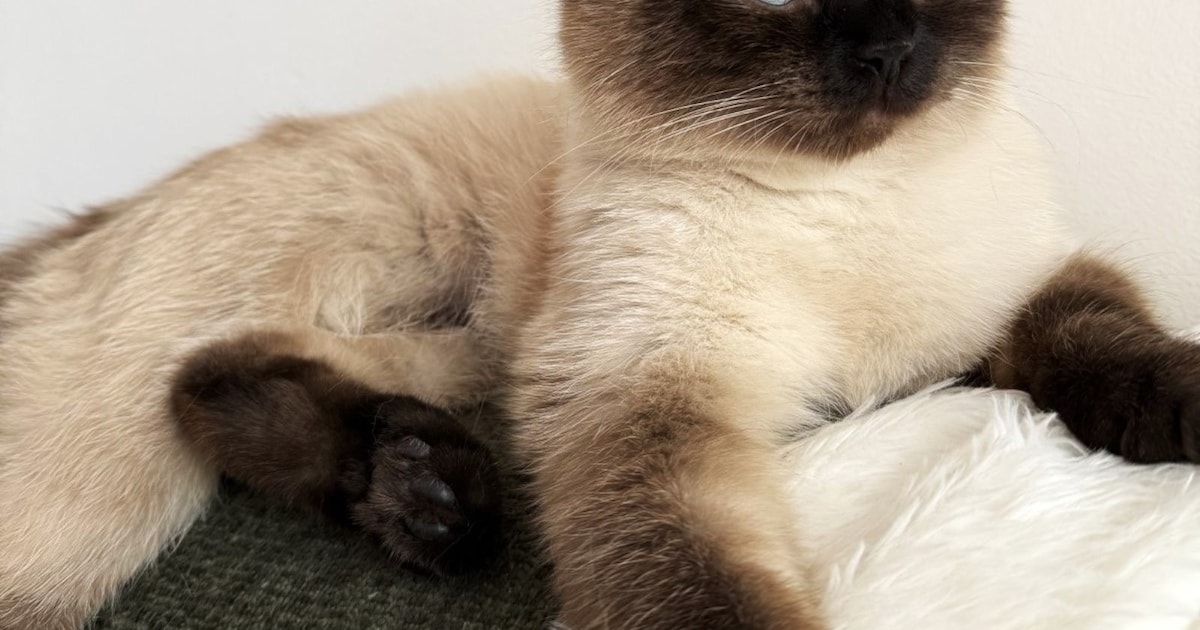 Heb jij Nimah, Moos of Lilo gezien? Deze drie huisdieren worden in Oosterhout vermist