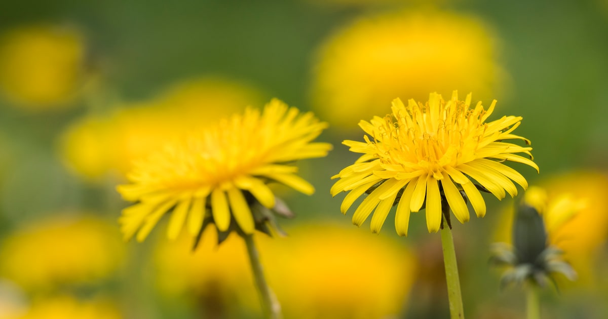 IVN Mark en Donge houdt stoepplantenwandeling in Terheijden