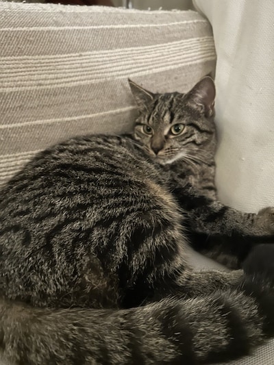 Heb jij Bengel, Poes of Jackson gezien? Deze vier huisdieren worden in Bergen op Zoom vermist