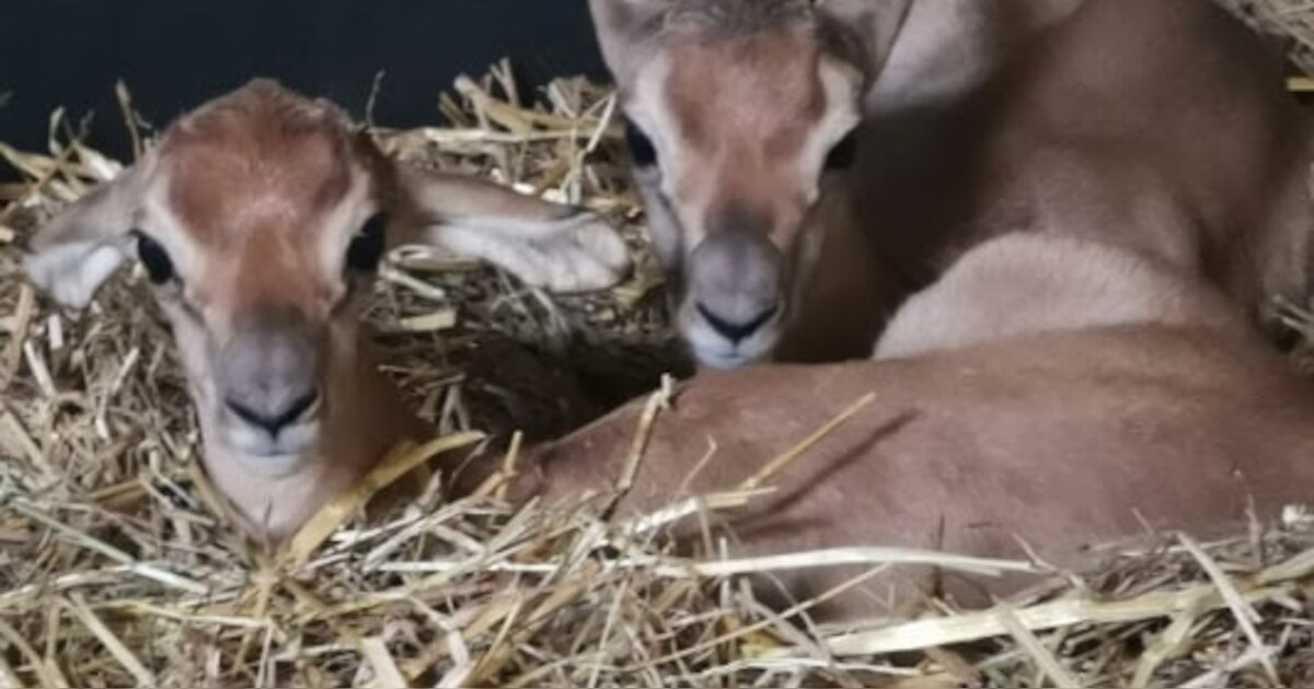 Bijzondere dieren geboren in ZooParc Overloon: ‘Bijna volledig in het wild verdwenen’