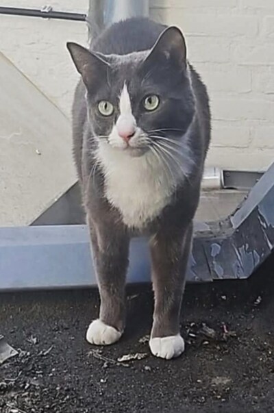 Heb jij Mees of Hugo gezien? Deze twee huisdieren worden in Oosterhout vermist