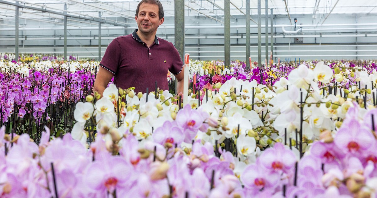 Ondernemer in orchideeën voelt zich steeds dwars gezeten: ‘Het voelt onlogisch en oneerlijk’