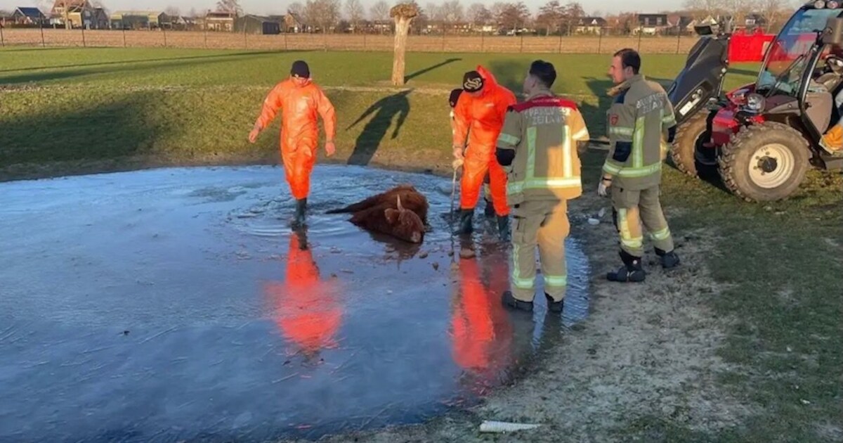 Schotse Hooglander zakt door het ijs en raakt onderkoeld in Kruiningen, hulpdiensten ingeschakeld