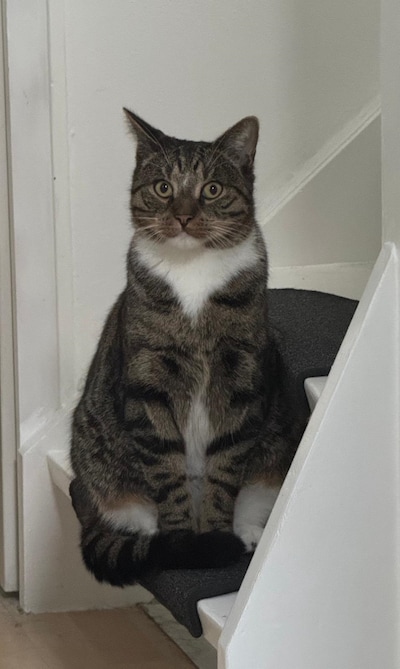 Heb jij Senna, Mikki of Joopie gezien? Deze drie huisdieren worden in Moerdijk vermist