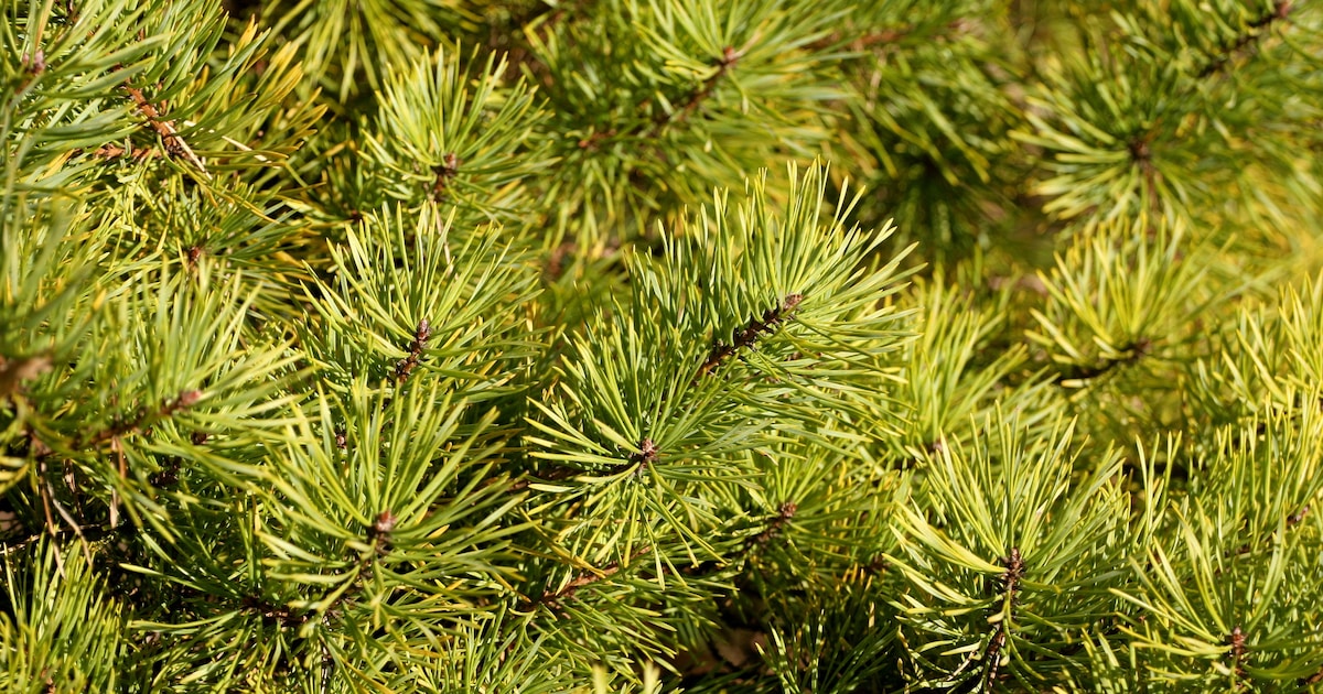 Gemeente Zundert haalt kerstbomen op