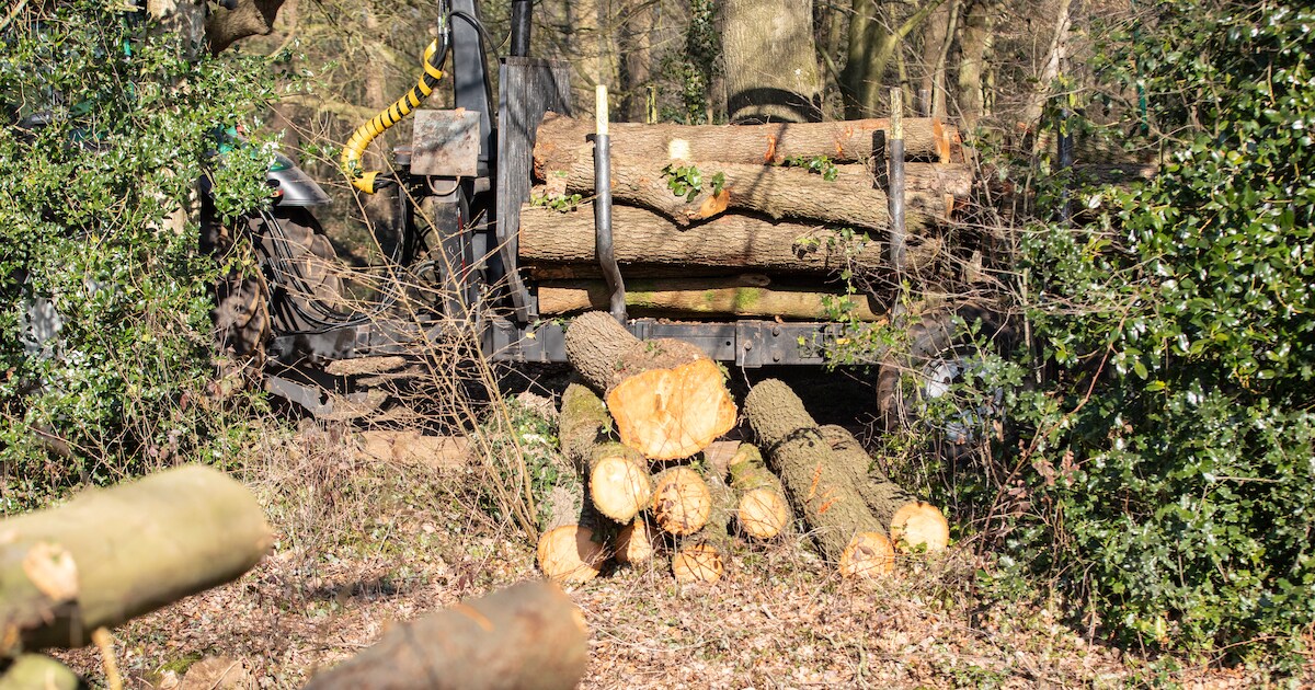 A59 gaat vijf dagen op slot door bomenkap