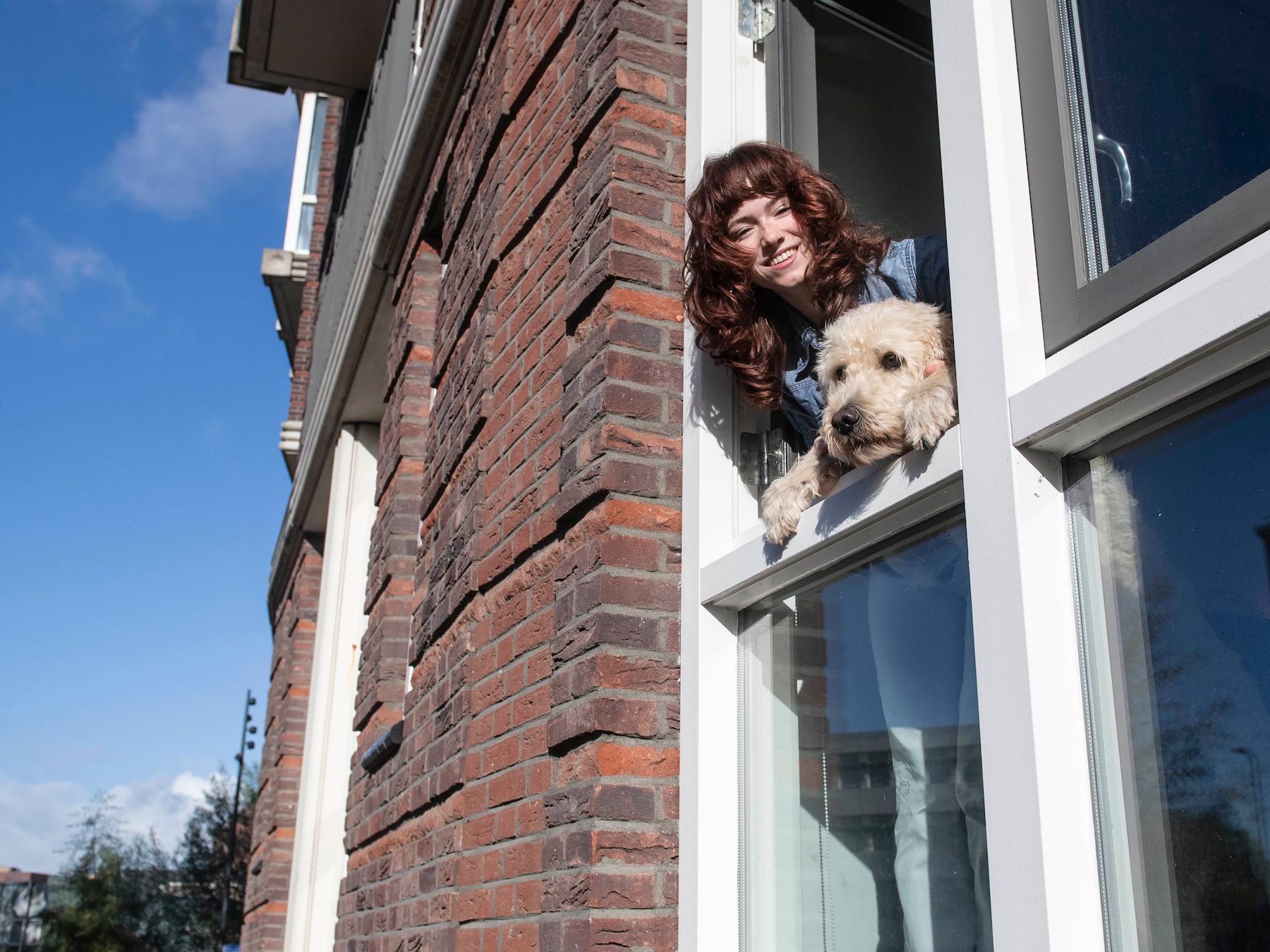 Raf, de labradoodle van Google Maps, is een hit binnen en buiten Breda