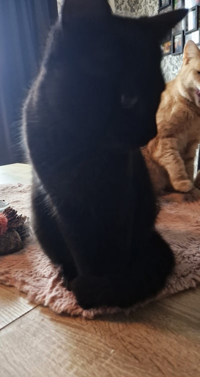 Heb jij Baby gezien? Dit huisdier wordt in Breda vermist