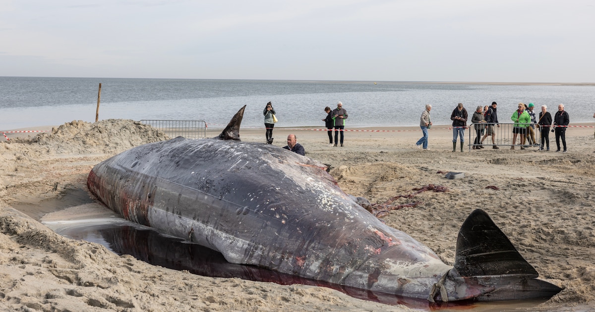 Gestrande potvis Renesse had dubbel pech: verdwaald én geraakt door een scheepsschroef