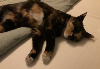 Heb jij Pip, Doerak of Coentje gezien? Deze zeven huisdieren worden in Tholen vermist