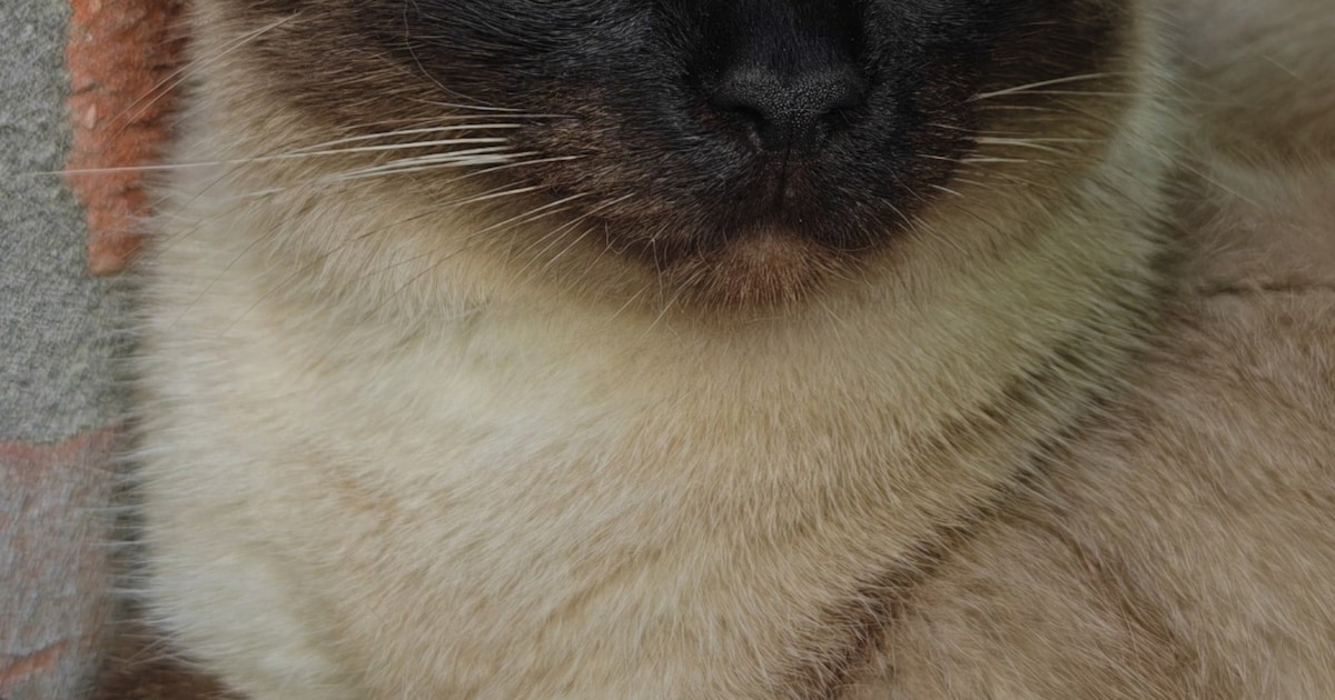Heb jij Nacho gezien? Dit huisdier wordt in Baarle-Nassau vermist