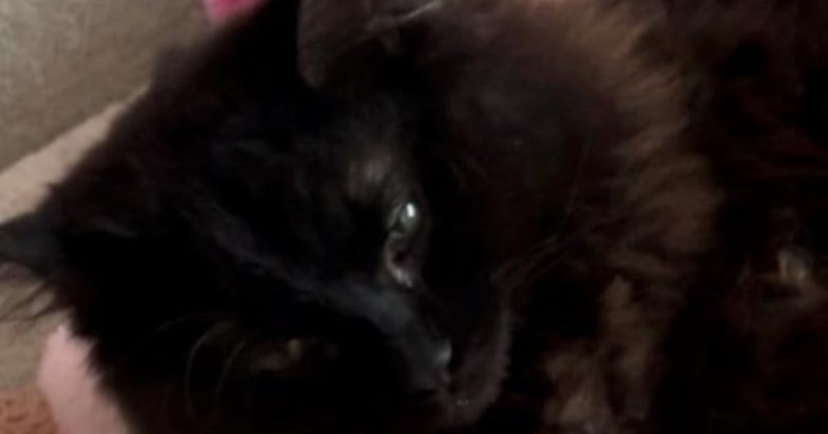 Heb jij Mex of Rocky gezien? Deze twee huisdieren worden in Gilze en Rijen vermist