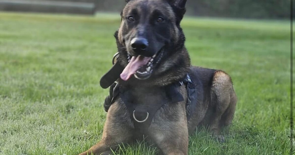 Achtervolging door de Hoeksche Waard na diefstal: politiehond vindt verdachte in tuin