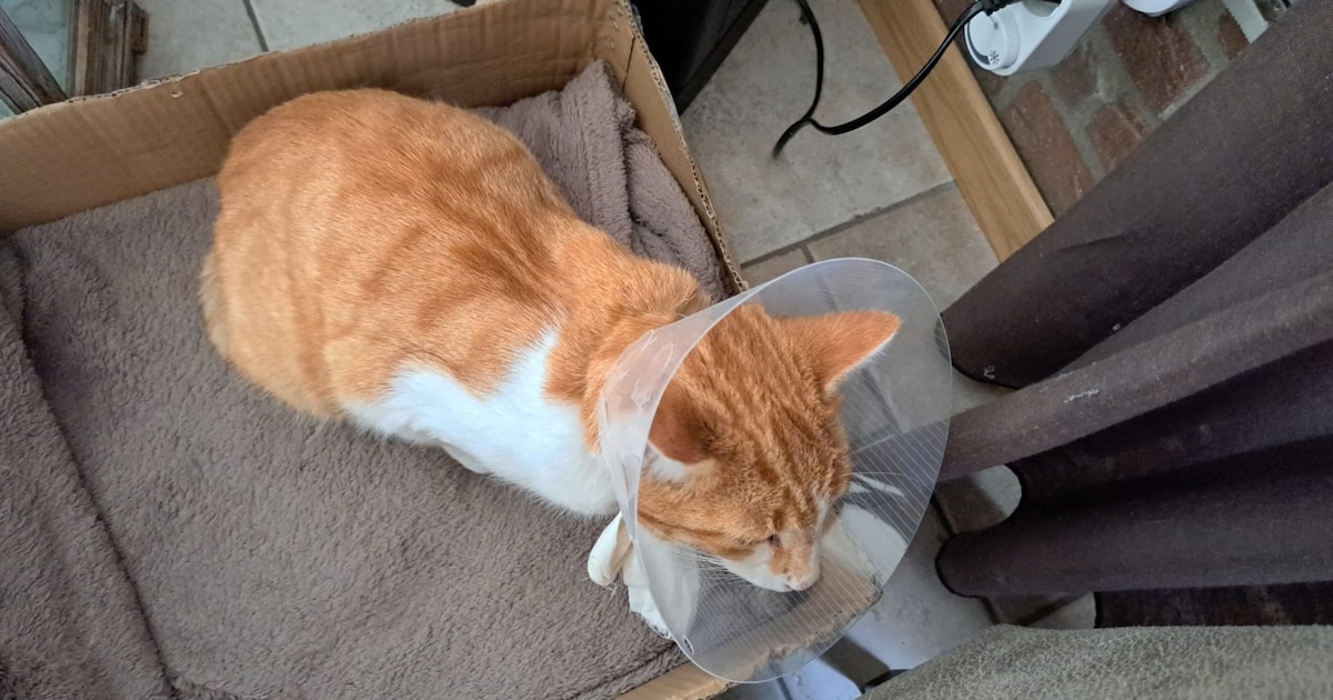 Heb jij Hachi of Vlerk gezien? Deze twee huisdieren worden in Moerdijk vermist