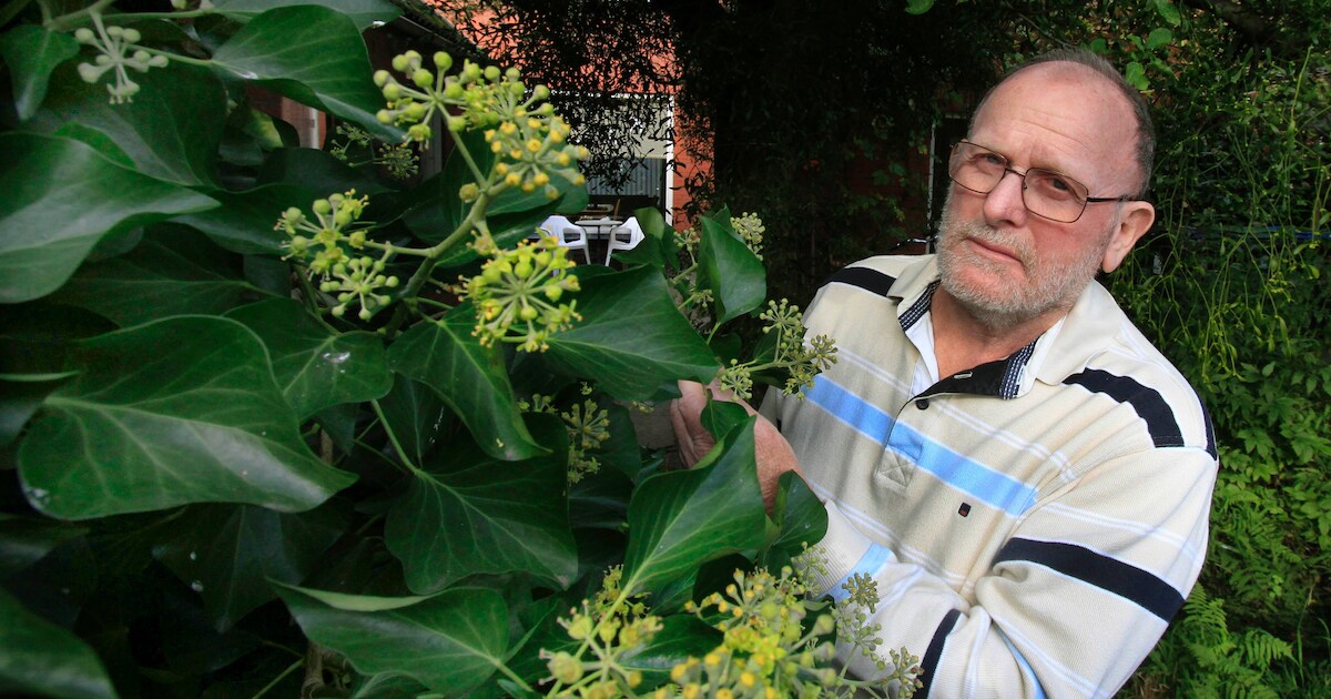 Natuurlijk Brabant: De slimheid van de klimop | Nieuws | BN DeStem.nl