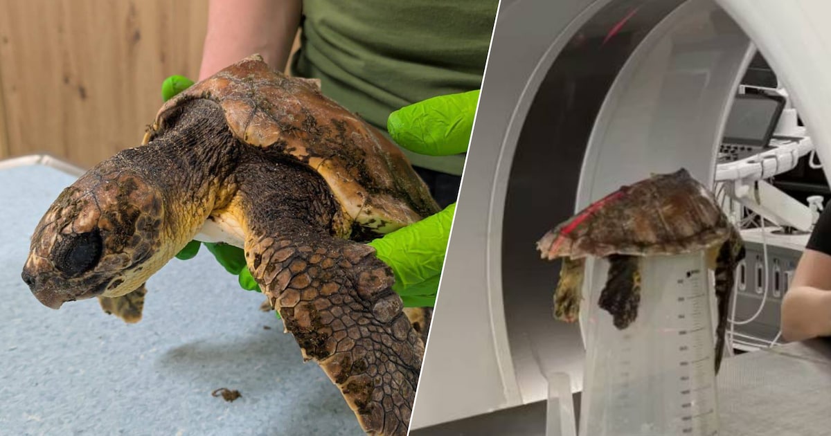 Aangespoelde dikkopschildpad Stoffel na drie weken toch overleden: ‘Jammer genoeg niet gelukt’