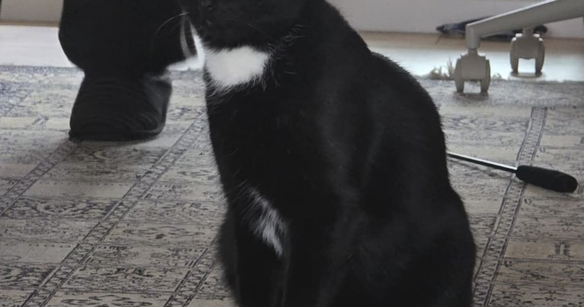 Heb jij Nalu gezien? Dit huisdier wordt in Hulst vermist