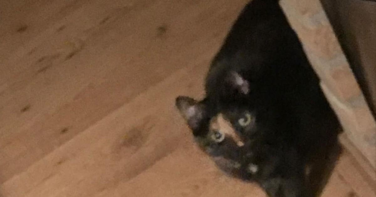 Heb jij Mickey of Fientje gezien? Deze twee huisdieren worden in Etten-Leur vermist