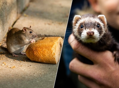 Rotterdam koopt fretten tegen rattenplaag, gevangen ratten doodbijten door honden ‘te wreed’