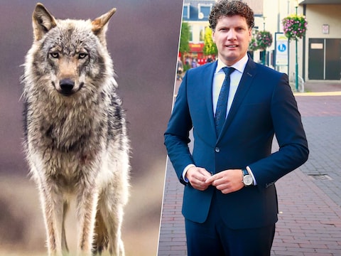 Machteloosheid overheerst in de wolvenhoofdstad van Nederland: teller staat op ‘honderd aanvallen’ dit jaar