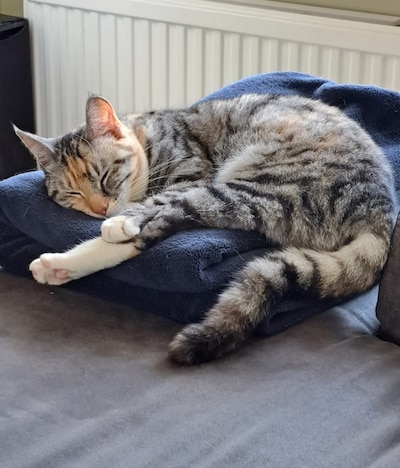 Heb jij Flip of Ziggy gezien? Deze twee huisdieren worden in Moerdijk vermist
