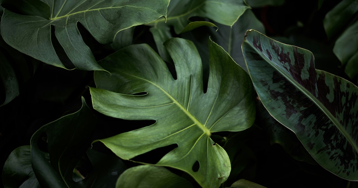 Stekjes, planten en tuinadvies tijdens najaarsstekkenbeurs in Oud Gastel