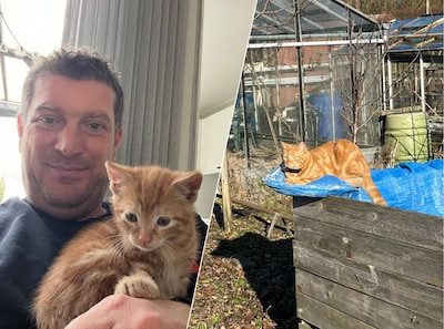 Kat Oscar vermist: ‘Tracker gaf aan dat hij met 20 kilometer per uur door Dordrecht ging’