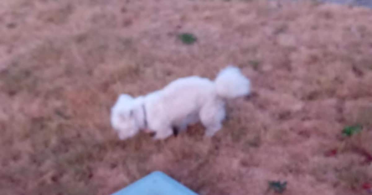 Heb jij Lieve gezien? Dit huisdier wordt in Alphen-Chaam vermist