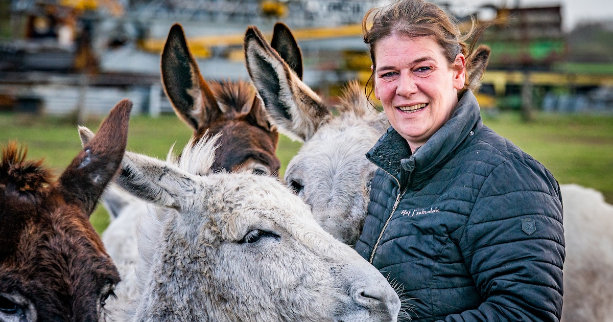 Eigenaar Ezelpaleis in Baarle-Nassau reageert op ophef over ezels uit ...