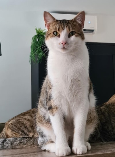 Heb jij Bowie gezien? Dit huisdier wordt in Moerdijk vermist