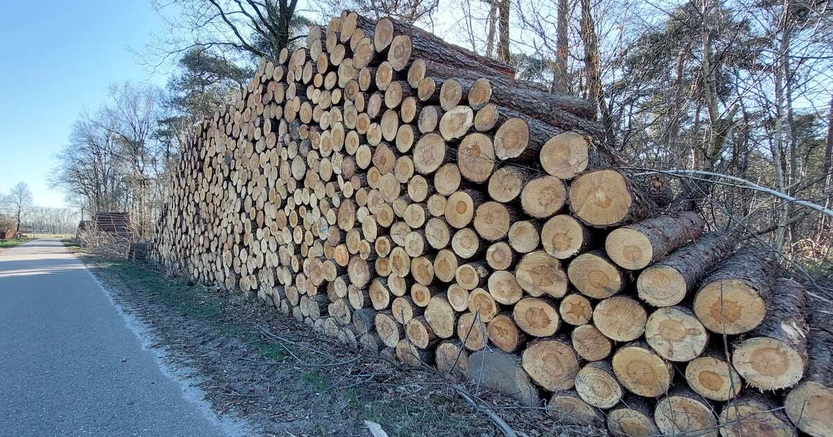 Waarom liggen er stapels boomstammen langs de weg in de gemeente Eersel?