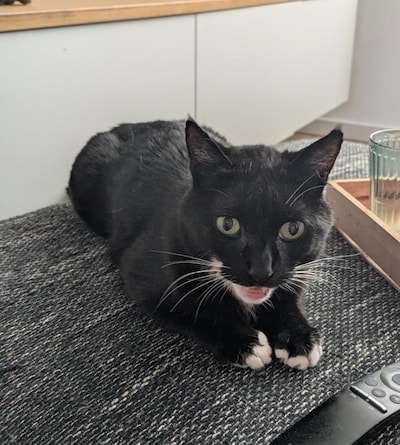 Heb jij Poky, Guus of Joy gezien? Deze acht huisdieren worden in Oosterhout vermist