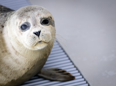 Foto bij: Zeehondencentrum Pieterburen stelt faillissementsaanvraag voorlopig uit: ‘Overweldigende steun’