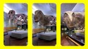 Een nieuwe AR-app van Snap brengt de Tyrannosaurus Rex Sue uit het Field Museum in Chicago tot leven.
