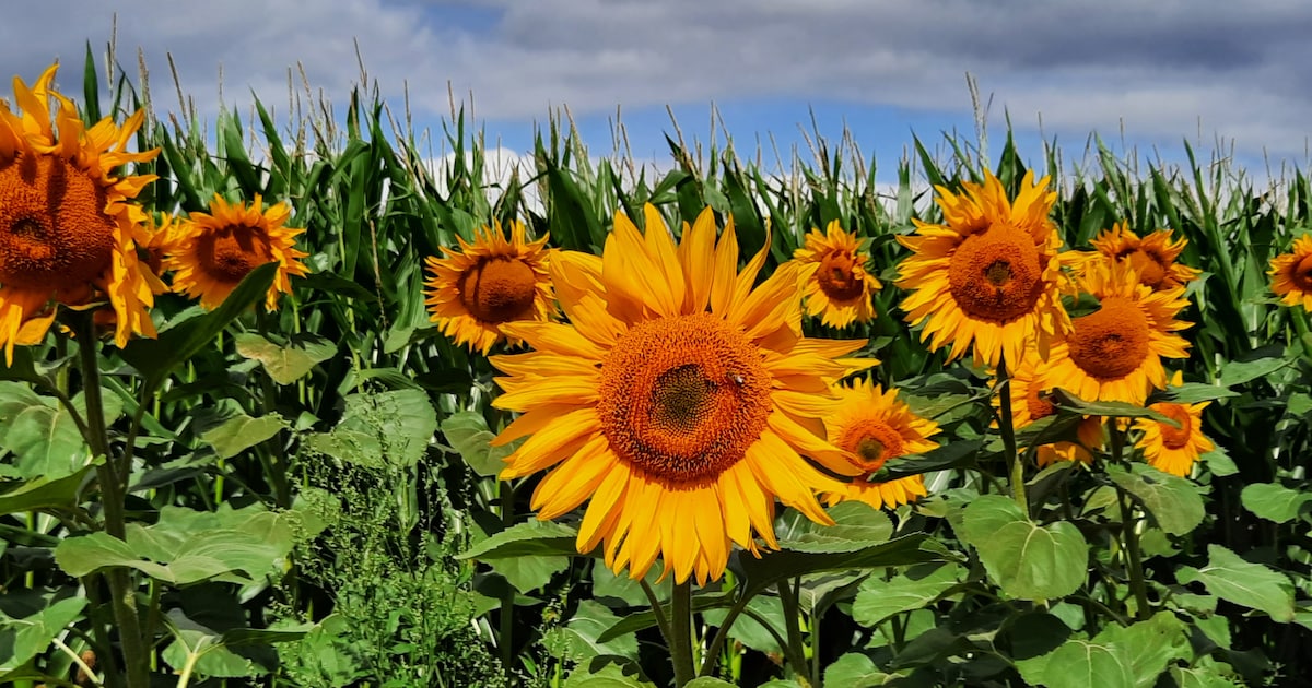 Een bord met ‘niet plukken’ staat er niet voor niets: langs deze velden groeien kilometers bloemen w