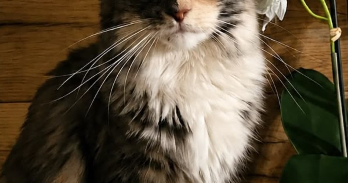 Heb jij Bella gezien? Dit huisdier wordt in Moerdijk vermist