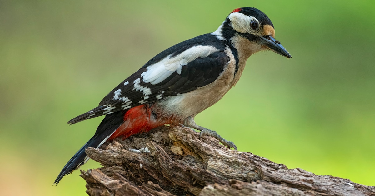 Vroege vogelwandeling in Boswachterij Dorst, gidsen delen hun kennis