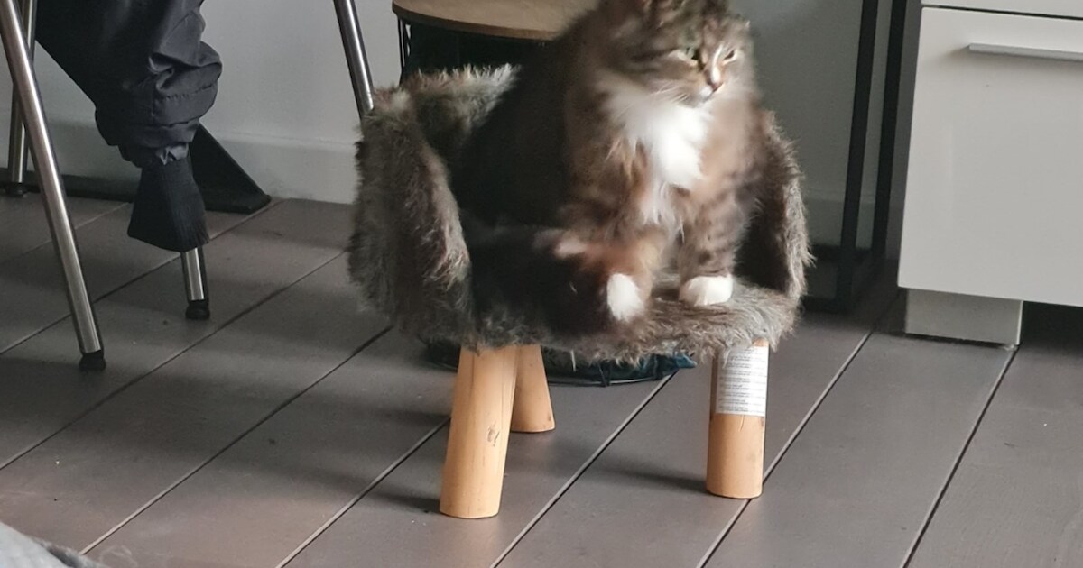 Heb jij Charlie gezien? Dit huisdier wordt in Halderberge vermist