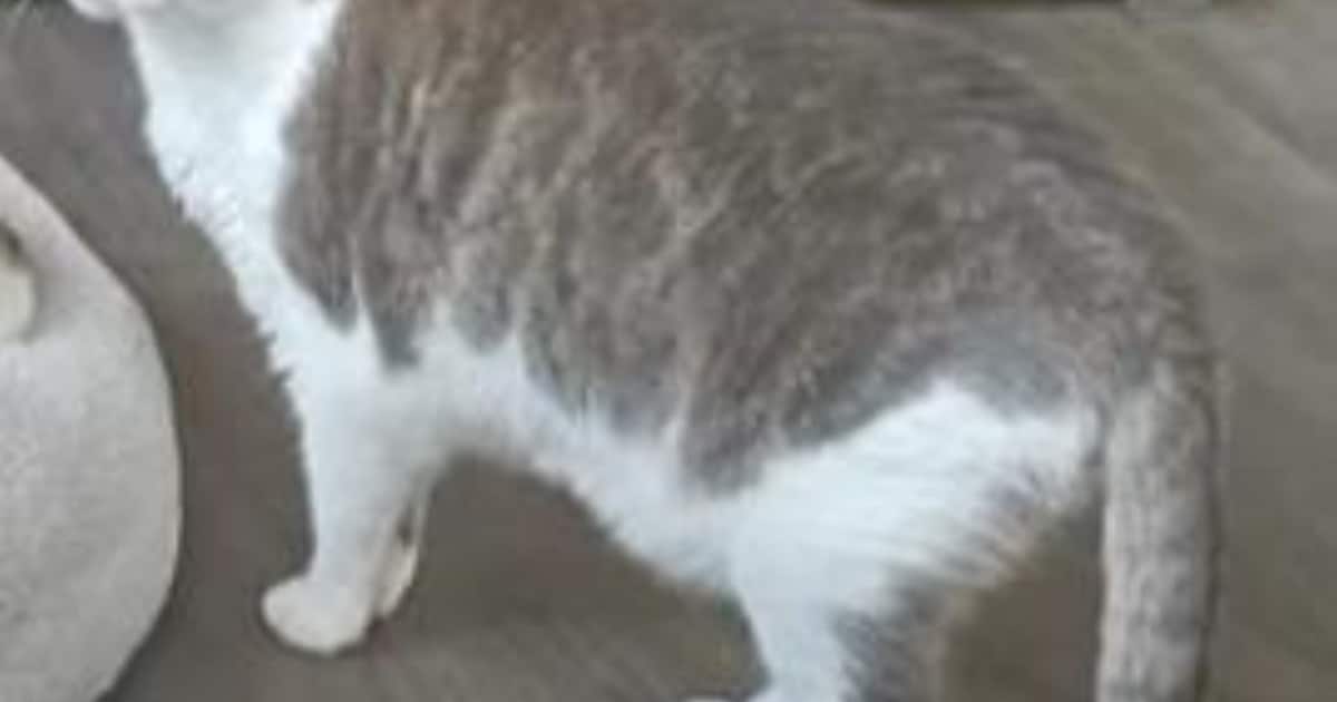 Heb jij Aapie, Mimi of Dobbie gezien? Deze zeven huisdieren worden in Breda vermist