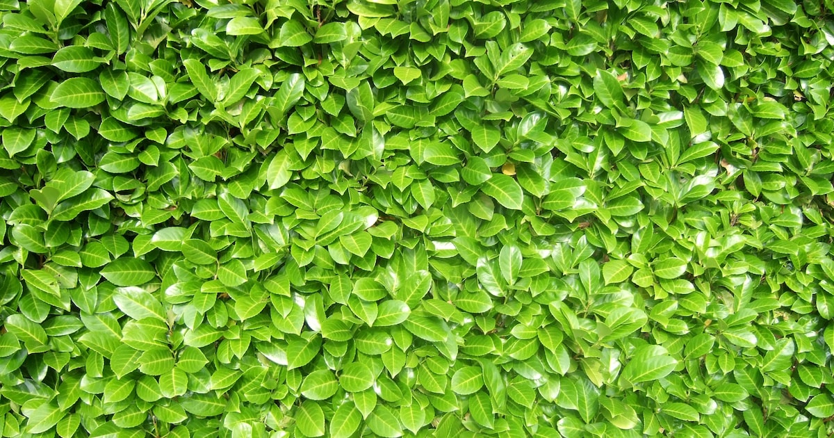 Informatiebijeenkomst Zeeuwse bosjes in Kruiningen