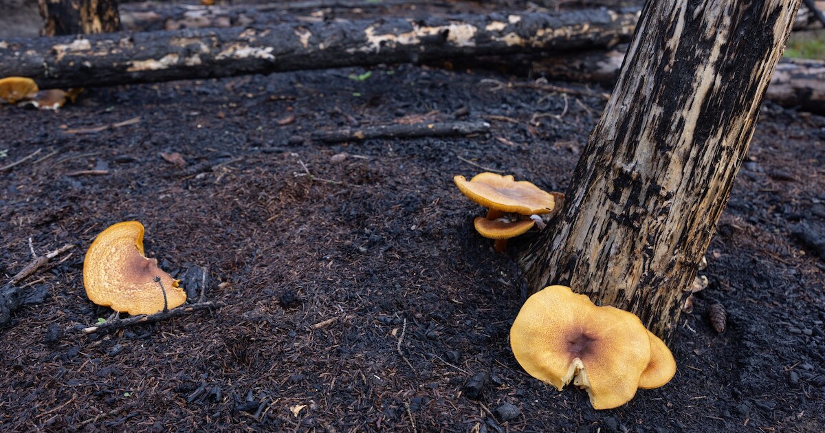 Bijzonder natuurfenomeen Clinge: na bosbrand verschijnen 62 unieke soorten paddenstoelen