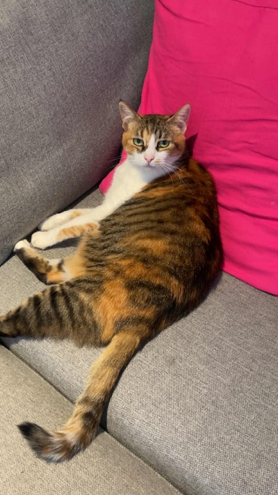 Heb jij Missy gezien? Dit huisdier wordt in Roosendaal vermist