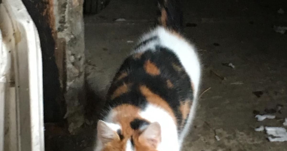 Heb jij Fiep of Sandy gezien? Deze twee huisdieren worden in Moerdijk vermist