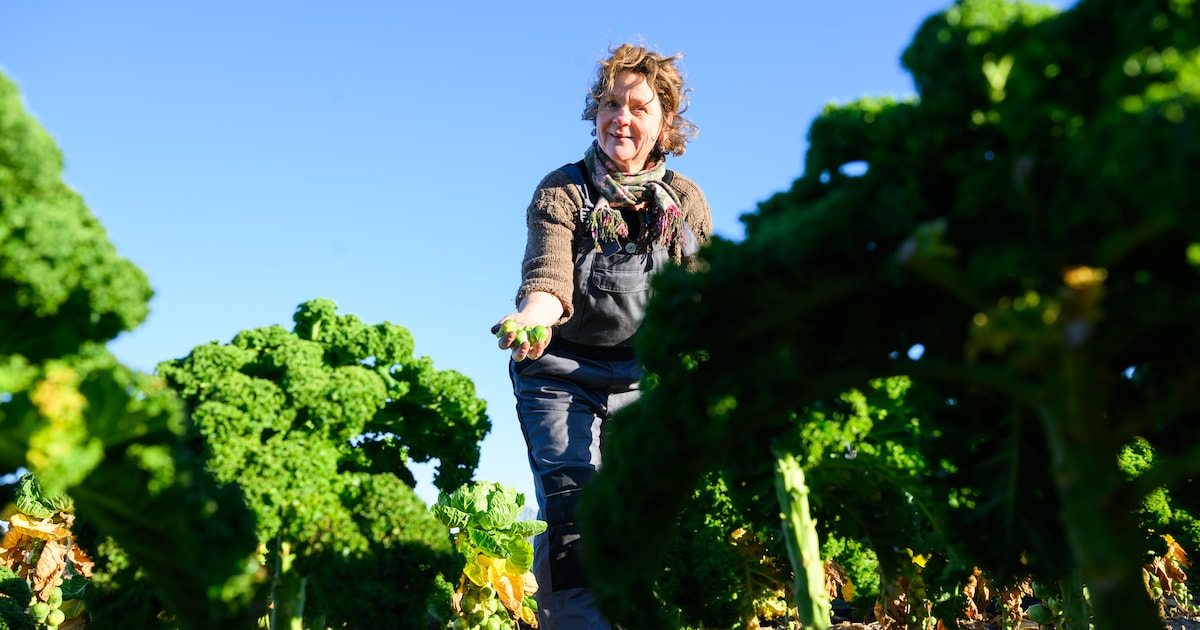Kleine tuinders kunnen in Brabant bijna geen land vinden en daar gaan ze aan onderdoor