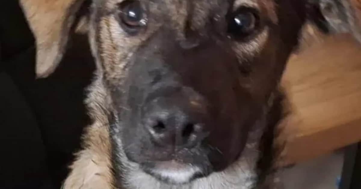 Heb jij Griga gezien? Dit huisdier wordt in Moerdijk vermist